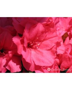 Rhododendron 'Hershey Red' | 3 gal. pot (Oversized)