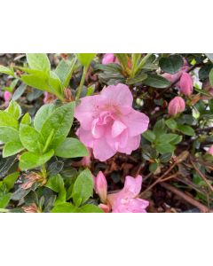 Rhododendron x 'NCRX3' Perfecto Mundo® Double Pink PPAF| 3 gal. pot (Oversized)