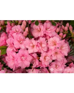 Rhododendron 'Rosebud' | 3 gal. pot (Oversized)