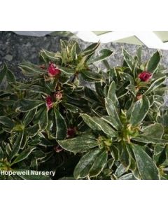 Rhododendron 'Silver Sword' | 1 gal. pot