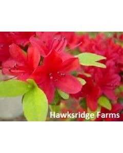 Rhododendron 'Wolfpack Red' | 3 gal. pot (Oversized)