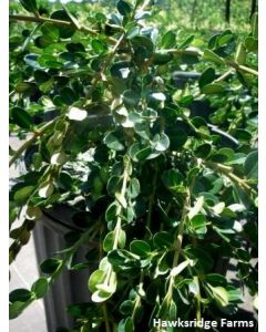 Buxus sempervirens 'Unraveled' | 3 gal. pot (Oversized)
