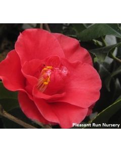 Camellia japonica 'Greensboro Red' | 3 gal. pot (Oversized)