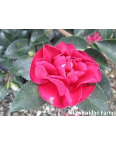 Camellia October Magic® Ruby™ | 3 gal. pot (Oversized)