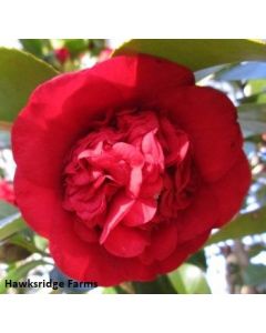 Camellia japonica 'Professor Sargent' | 3 gal. pot (Oversized)