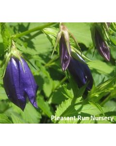 Campanula 'Kent Belle' | 1 gal. pot