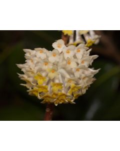 Edgeworthia chrysantha (Paperbush Plant)