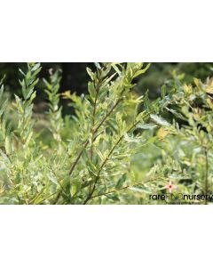 Salix integra 'Hakuro Nishiki' | 3 gal. pot (Oversized)
