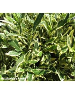 Gardenia augusta radicans 'Silver Lining' | 3 gal. pot (Oversized)