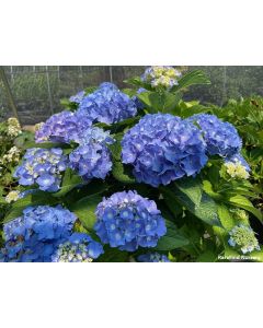Hydrangea 'Blue Jangles®' | 3 gal. pot (Oversized)