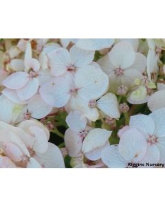 Hydrangea arborescens 'NCHA5' Invincibelle Wee White PP30296| 3 gal. pot (Oversized)