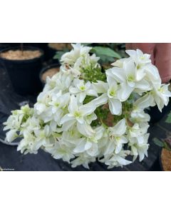 Hydrangea quercifolia 'Snowcicle' | 1 gal. pot