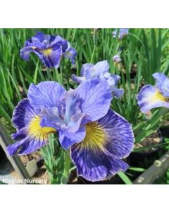 Iris sibirica 'Cape Cod Boys' | 2 gal. pot