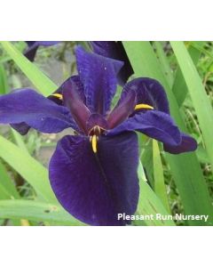Iris louisiana 'Black Gamecock' | 2 gal. pot