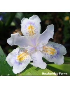 Iris japonica 'Porcelain Maiden' | 2 gal. pot