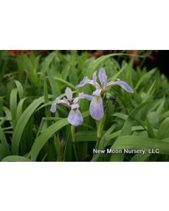 Iris versicolor | 1 gal. pot