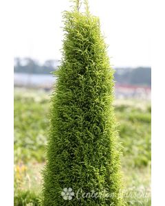 Juniperus communis 'Gold Cone' | 2 gal. pot