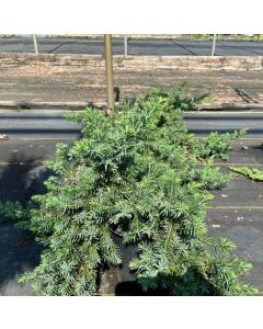 Juniperus conferta 'Blue Pacific' | 1 gal. pot