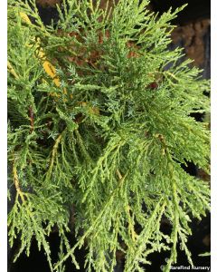Juniperus 'Armstrongii' | 1 gal. pot