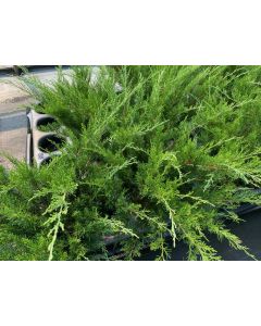 Juniperus chinensis 'Mint Julep' | 1 gal. pot