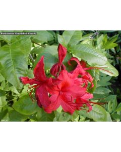 Rhododendron 'Knap Hill Red' | 2 gal. pot