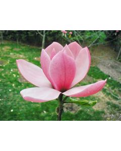 Magnolia 'Rose Marie' | 1 gal. pot 