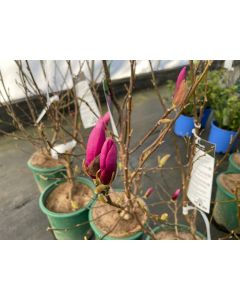Magnolia x 'Ann' | 2 gal. pot (Oversized)
