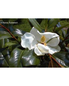 Magnolia grandiflora 'Edith Bogue' © Randy Kobetitch