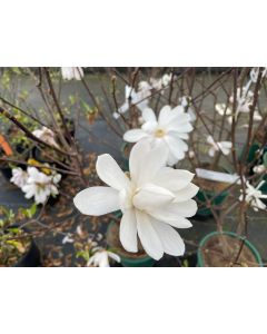 Magnolia × loebneri 'Merrill' | 2 gal. pot (Oversized)