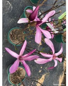 Magnolia 'Susan' | 1 gal. pot 