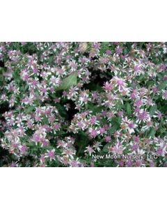 Aster lateriflorus 'Lady in Black' | 2 gal. pot