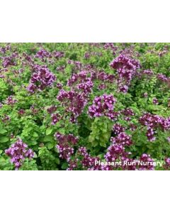 Origanum 'Drops of Jupiter' | 1 gal. pot