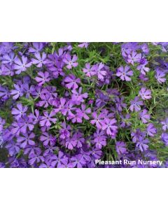 Phlox 'Violet Pinwheels' | 1 gal. pot