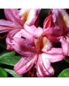 Rhododendron 'Pink and Sweet' | 1 gal. pot 