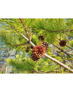 Pinus rigida (Pitch Pine)