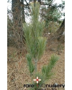 Pinus strobus 'Stowe Pillar' | 1 gal. pot