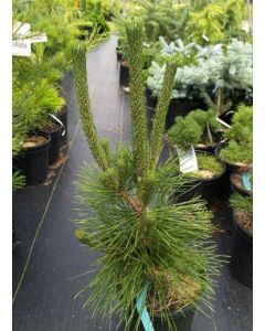Pinus thunbergii  | 2 gal. pot (Oversized)