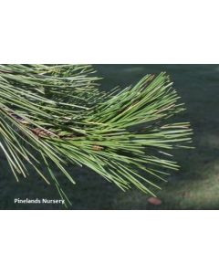 Pinus echinata | 2 gal. pot