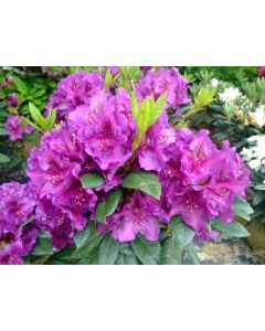 Rhododendron 'Edith Bosley' | 1 gal. pot (sell only on site, no shipping)
