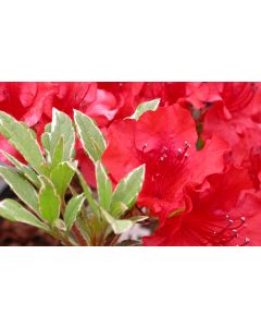 Rhododendron 'Hot Frost' |1 gal. pot