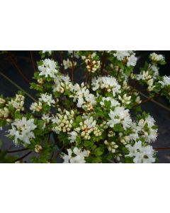 Rhododendron kiusianum album | 1 gal. pot