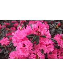 Rhododendron 'Landmark' | 1 gal. pot 