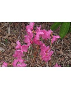 Rhododendron mucronulatum 'Bright Pink' | 1 gal. pot 