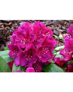 Rhododendron 'Polarnacht' | 2 gal. pot 