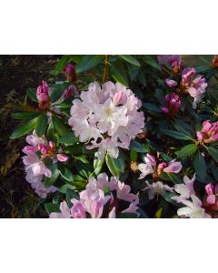 Rhododendron 'Redwood' | 1 gal. pot
