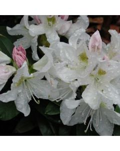 Rhododendron 'Cunningham's White' | 1 gal. pot