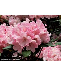 Rhododendron 'Yaku Princess' | 3 gal. pot (Oversized)