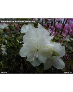 Rhododendron 'April White' | 1 gal. pot 