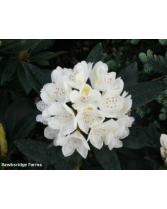 Rhododendron catawbiense 'Chionoides' 