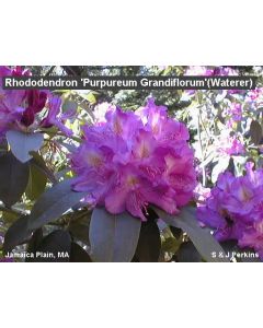 Rhododendron 'Purpureum Grandiflorum' | 1 gal. pot 